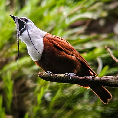 Bell Bird
