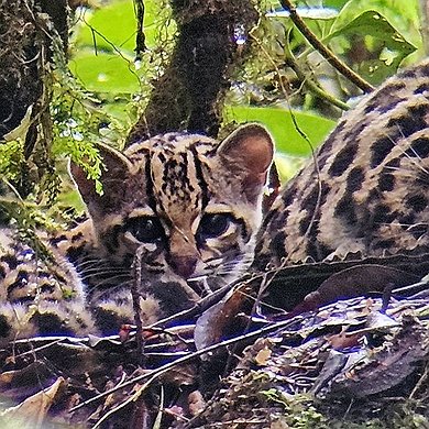 Ocelot