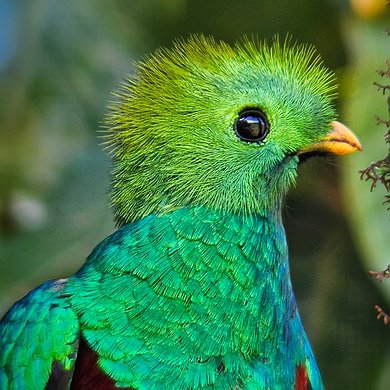Quetzal